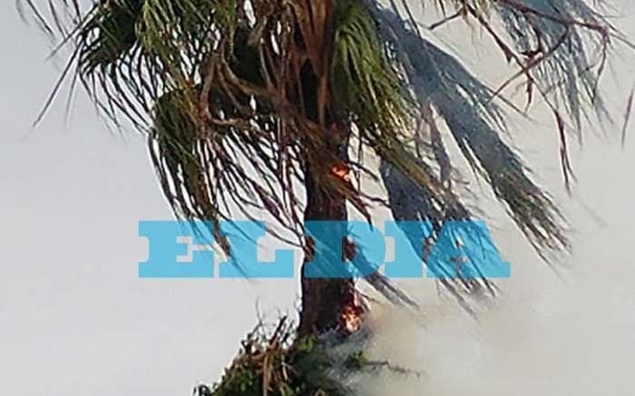 Una palmera incendiada y susto tras caer un rayo en Barrio Norte 