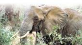 Los elefantes africanos pertenecerían a dos especies totalmente diferentes