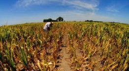 Sequía: graves pérdidas en el norte bonaerense