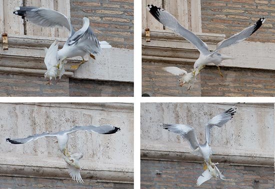 Aves atacan a dos palomas recién
liberadas por el Papa Francisco
