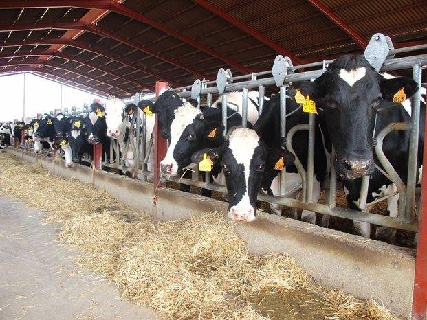 La producción de leche disminuyó en dos millones de litros diarios por las inundaciones