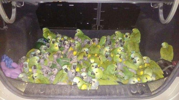 Detienen a un joven que transportaba 146 loros habladores en el baúl