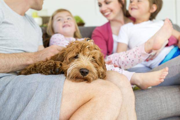 La“nueva sensibilidad” cambia el día a día  de las veterinarias