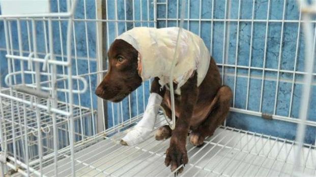 Murió Chocolate, el perro atacado y tirado en la calle