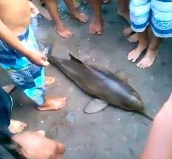 Otro delfín muerto en la playa por querer sacarse fotos con él
