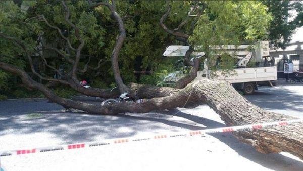 San Cristóbal: Se cayó un árbol y murió un motociclista