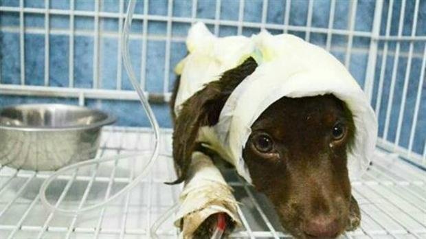 Se ordenaron pericias psiquiátricas para el detenido por despellejar a Chocolate