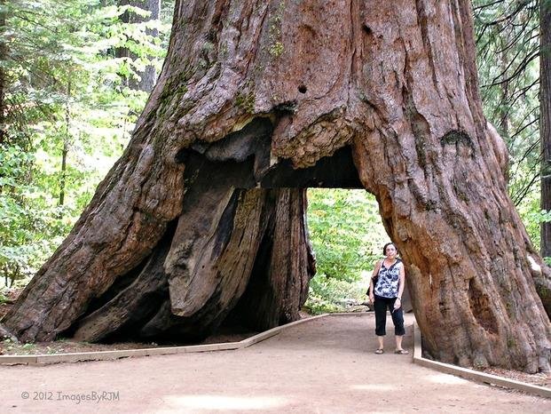 Un célebre árbol cayó tras una tormenta