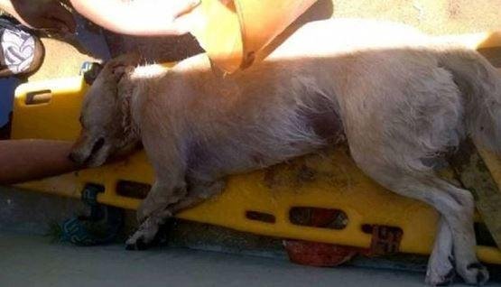 Un perro murió de calor en el auto mientras su dueño practicaba kayak