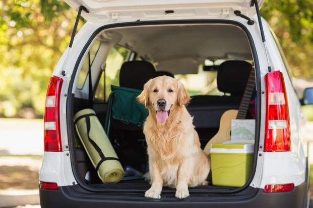 Viajar con mascotas:  creció un 30%  la oferta de hospedajes “petfriendly”