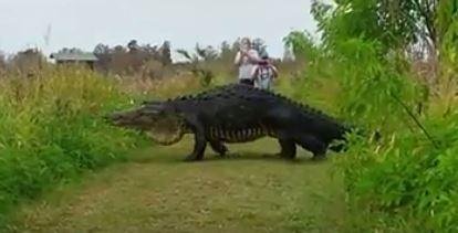 Video: Captan a un cocodrilo “gigante”