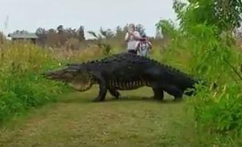 Video: Captan a un cocodrilo “gigante” - Información General