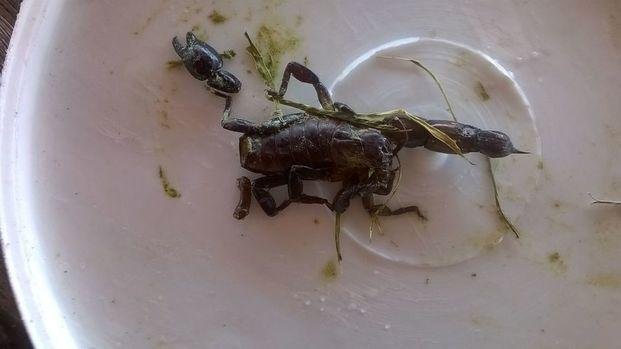 Alacranes, un peligro que tiene a maltraer a vecinos de la Región