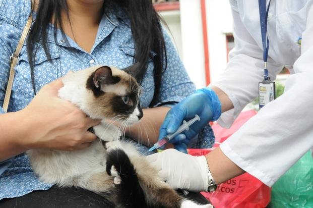 Lanzan campaña de vacunación para mascotas en plazas y parques