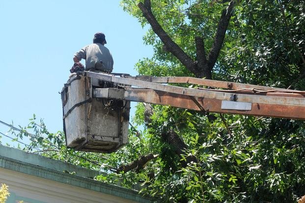 Las podas por seguridad generan airadas polémicas entre vecinos
