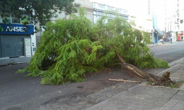 Quejas por un árbol caído
