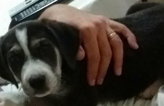VIDEO: Dos adolescentes se robaron un perro de apenas 50 días