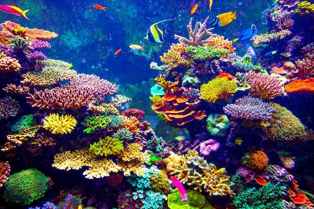 Preocupa a la ciencia el récord de corales muertos en la Gran Barrera de Australia