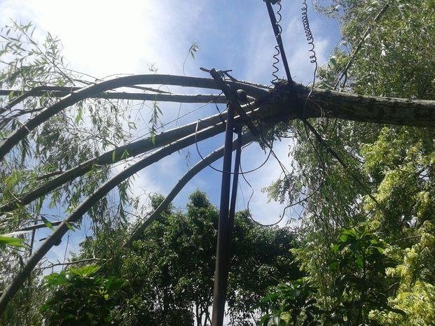 Familia de San Carlos teme por 
árbol caído sobre el medidor de la luz