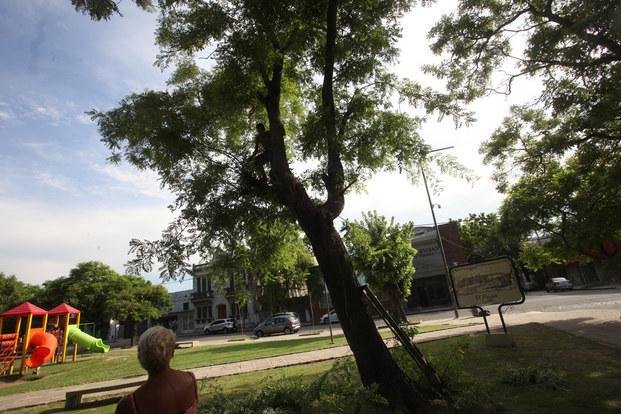 Poda de ramas desató un  cruce vecinal