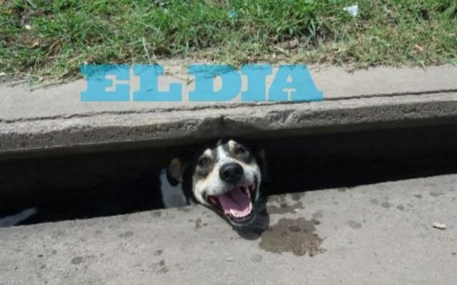 Asustada por la pirotecnia, una perrita se escondió en una boca de tormenta de Abasto