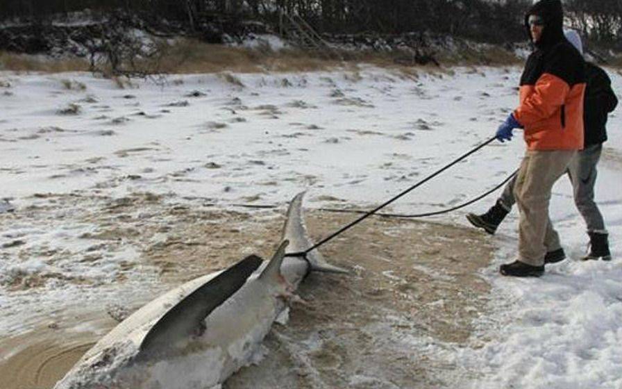 El "ciclón bomba" que azota a Estados Unidos también congeló tiburones