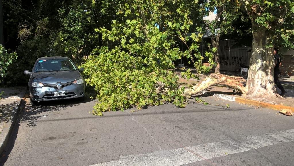 Un árbol se desplomó sobre una camioneta en 19 y 53