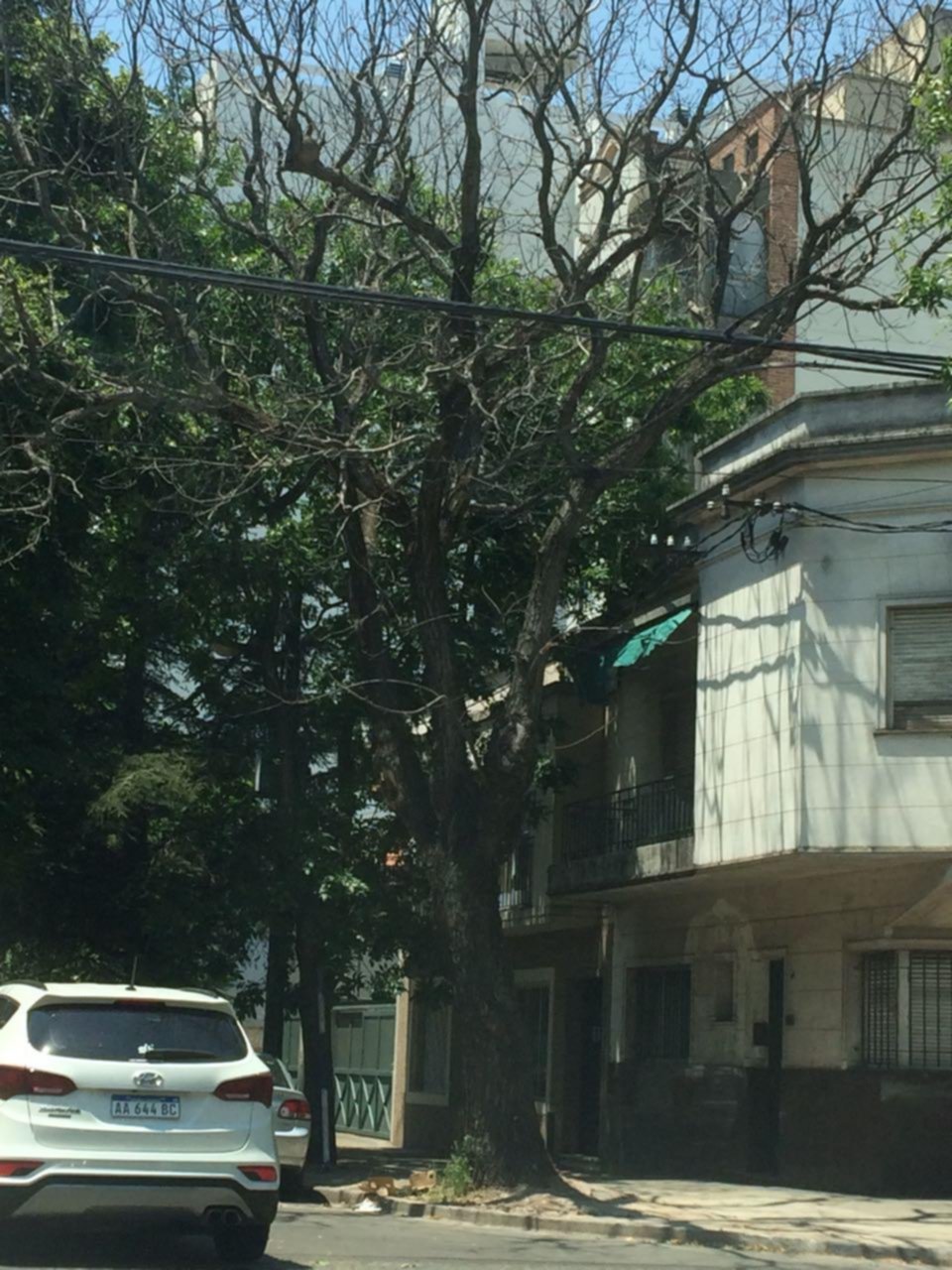 Piden que intervengan por el estado de un árbol en 39 y 11