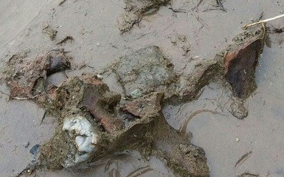 Sorprendente hallazgo de restos fósiles del "elefante de las pampas" en  el Río Salado en Junín