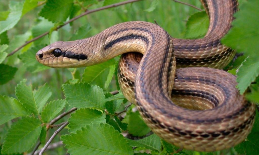 Una enfermedad causada por hongos está amenazando a las serpientes