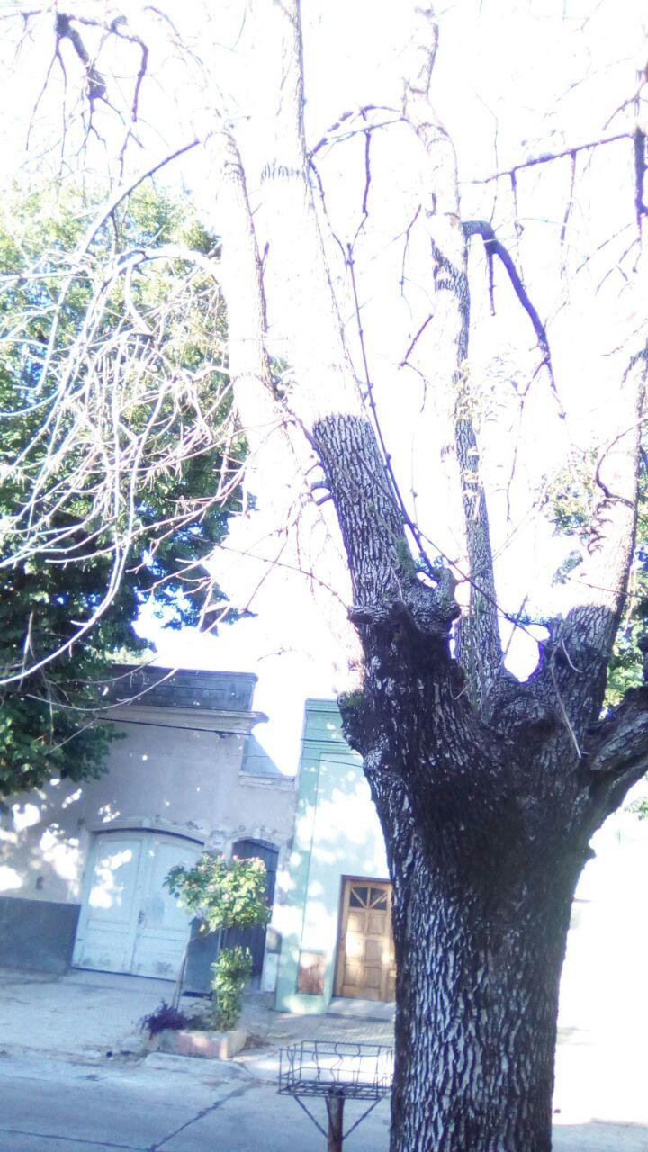 Reclamo por un árbol que lleva varios años en peligro