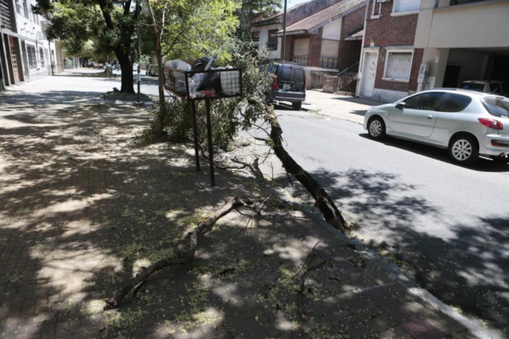 Peligro en el centro por una frondosa rama caída sobre calle 6 entre 42 y 43