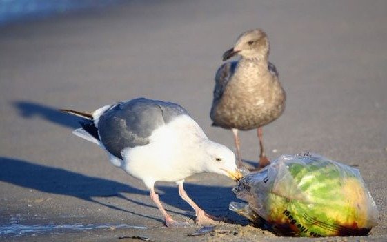 Especialistas alertan por la contaminación de plástico en los oceános