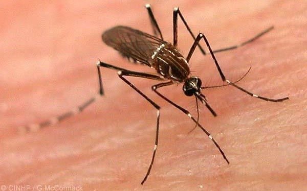 Misiones confirmó el primer caso positivo de dengue de este año