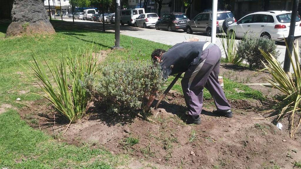 Los arbustos que plantó la Comuna en ramblas y paseos, entre el arraigo y la decrepitud