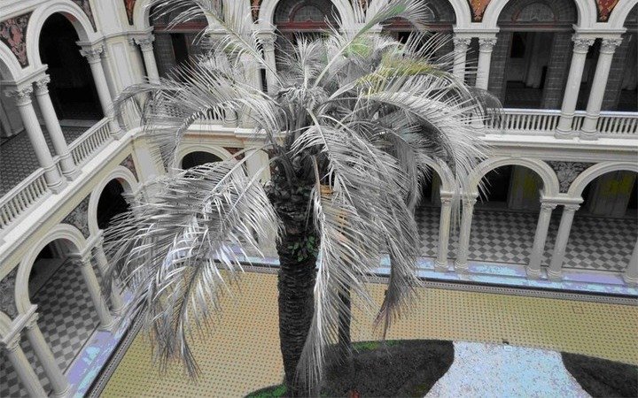 Ahora estudiarán el suelo de la Casa Rosada por la muerte de una palmera