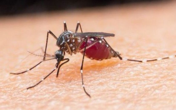 Detectan los primeros casos de dengue en lo que va del 2018