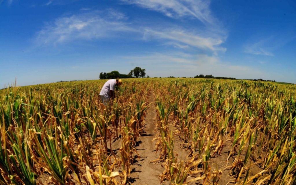 Los rindes en soja y maíz podrían caer un 30% por la sequía en la Provincia