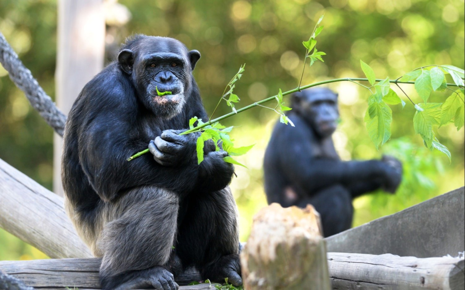 Una familia de chimpancés es trasladada del Bio Parque municipal a un santuario de Brasil