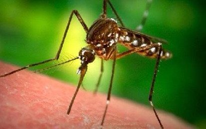 Precisan que Brasil no exige el certificado de vacunación contra la fiebre amarilla