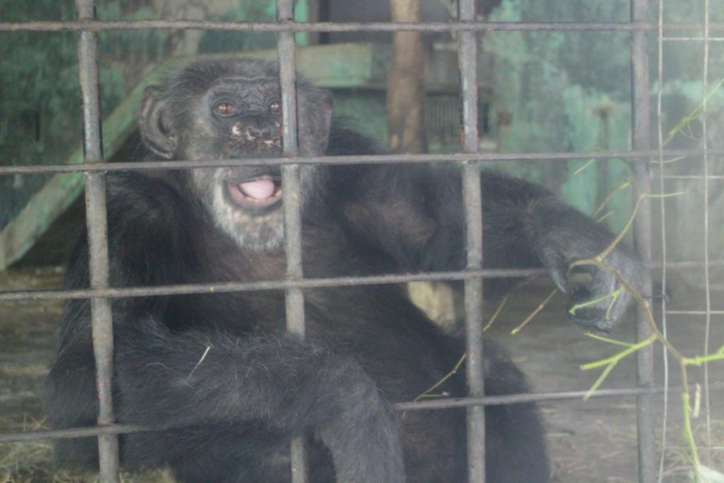 Un “matrimonio” de chimpancés y su hija fueron trasladados a una reserva de Brasil