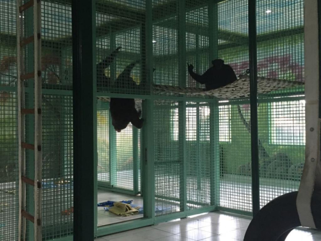 El “matrimonio” de chimpancés y su hija ya desembarcaron en Brasil