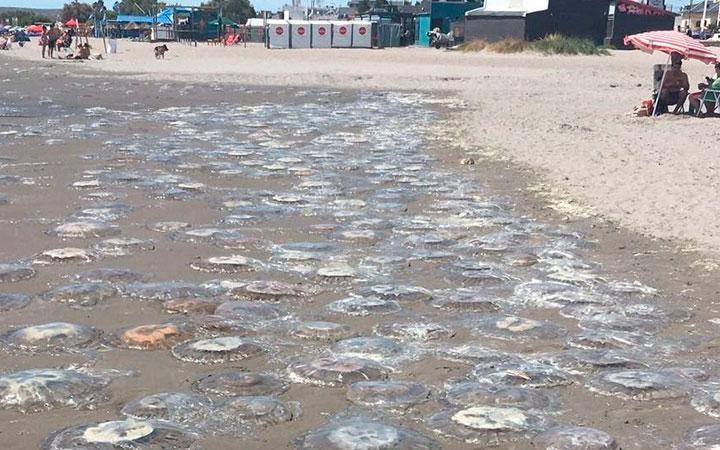 Tapiocas y medusas gigantes en las playas argentinas: ¿hay cada vez más aguavivas?