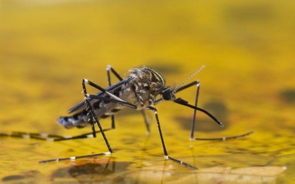 Fiebre amarilla: en la Provincia garantizaron las vacunas y afirman que la alta demanda "es razonable"