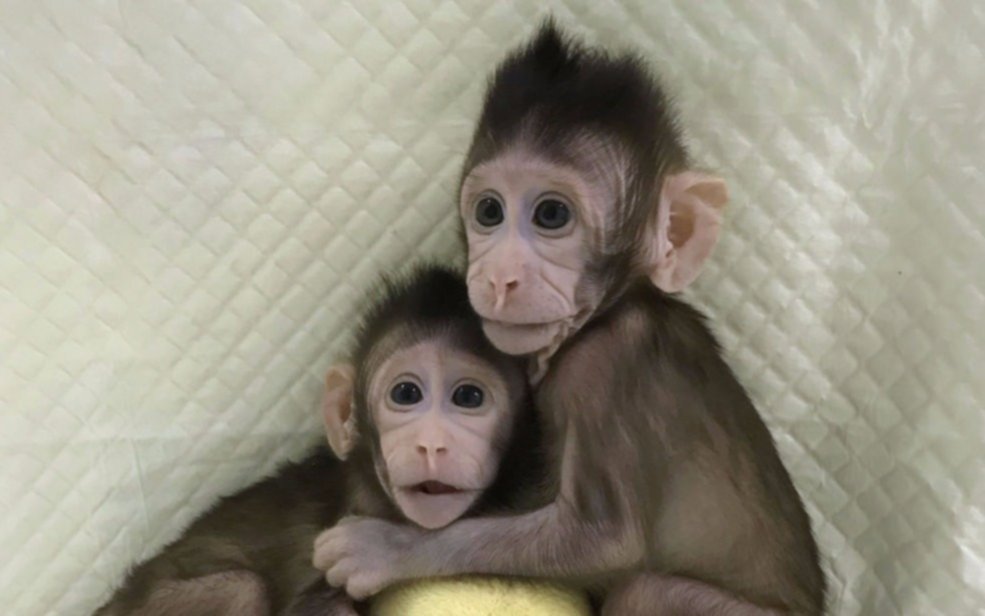 Científicos aseguran que la clonación de “especies superiores” ya es posible