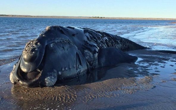 Murió la ballena encallada desde ayer en una playa cerca de Viedma