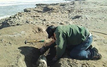 Hallaron un cráneo de perezoso de más de 8.000 años de antigüedad