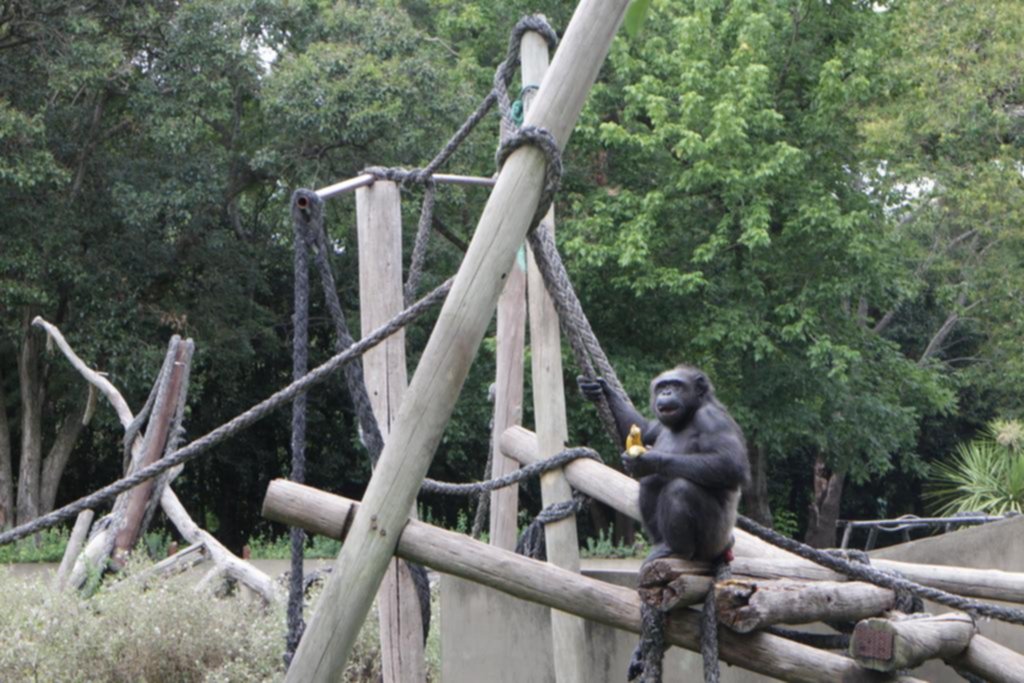 La familia chimpancé viajó a Brasil