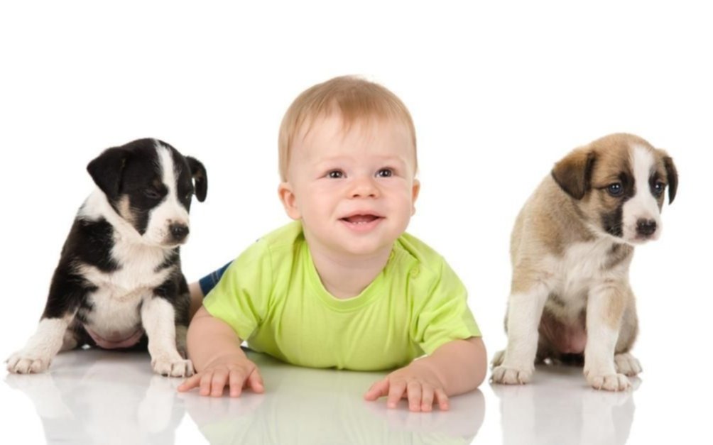 Se puede preparar a la mascota ante la llegada de un bebé a nuestro hogar