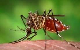  Descubren una cepa bacteriana que "bloquea" el dengue y el zika